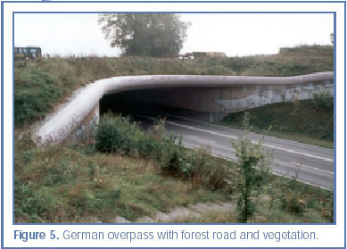 Figure 5. German overpass with forest road and vegetation.